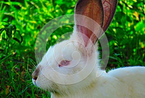 Albino rabbit