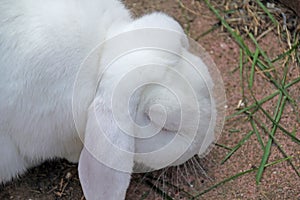 Albino Rabbit Close-Up