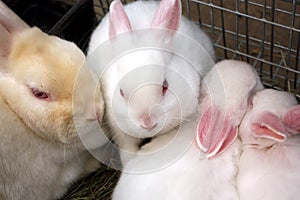 Albino Rabbit and Her Babies