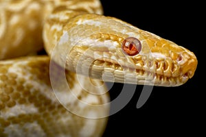 Albino Rainbow Boa (Epicrates cenchria cenchria)