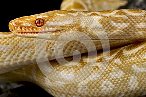 Albino Rainbow Boa (Epicrates cenchria cenchria)