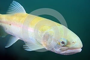 The albino rainbow trout Oncorhynchus mykiss in the lake.Trout in dark water. Atypically white-yellow trout in a mountain lake