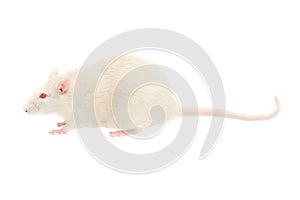 Albino rat photo