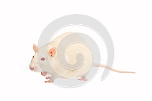 Albino rat