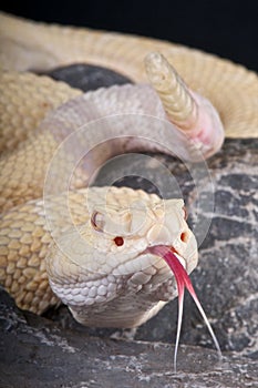 Albino rattlesnake