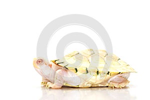 Albino red-eared slider