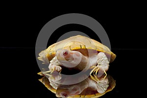 Albino red-eared slider