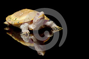 Albino red-eared slider