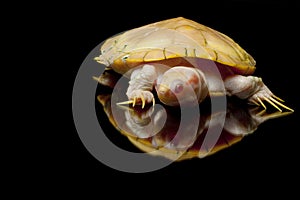 Albino red-eared slider