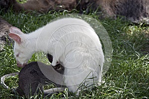 An albino red necked wallaby with her joey