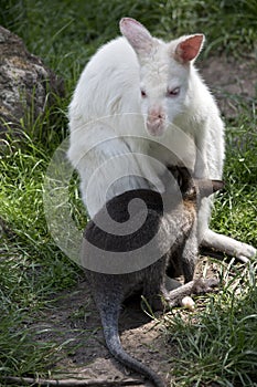 An albino red necked wallaby with her joey