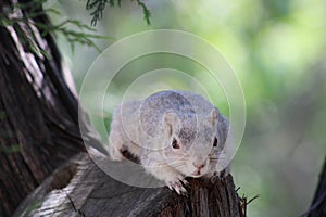 An Albino Red Squirrel with damaged TYR gene