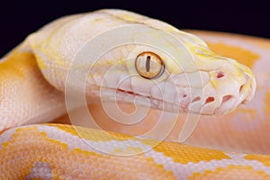 Albino reticulated python (Malayopython reticulatus)