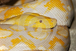 ALBINO RETICULATED PYTHON python reticulatus