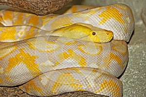PYTHON RETICULE python reticulatus