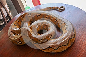 Albino reticulated python : python snake yellow lying on the wooden table. Close up of Big Python regius or Royal Python is a
