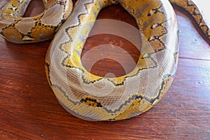 Albino reticulated python. Python snake yellow lying on the wooden table. Close up of Big Python regius or Royal Python is a large