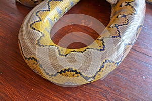Albino reticulated python. Python snake yellow lying on the wooden table. Close up of Big Python regius or Royal Python is a large