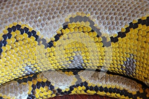 Albino reticulated python. Python snake yellow lying on the wooden table. Close up of Big Python regius or Royal Python is a large