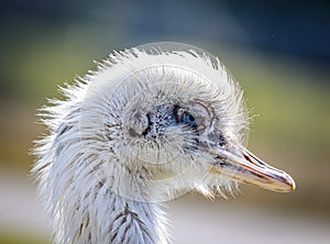 Albino Rhea Bird