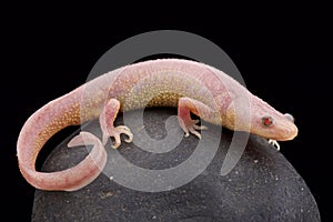 Albino Ribbed newt (Pleurodeles waltl ) photo