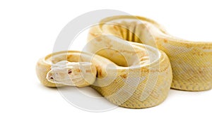 Albino royal python