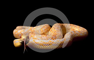 Albino San Diego Gopher Snake
