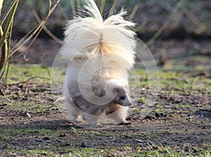 Albino skunk alert