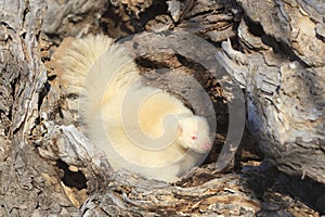 Albino skunk with pink eyes