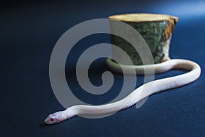 Albino snake