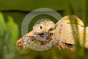 Albino snake