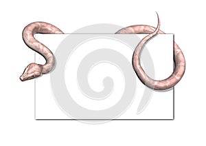 Albino Snake on Blank Card with clipping path
