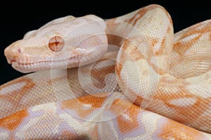 Albino snake / Boa constrictor