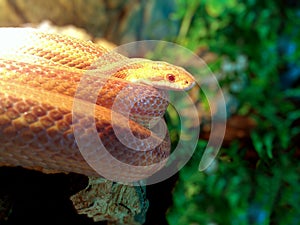 Albino Snake - Corn Snake Kornnatter