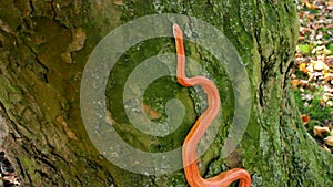 A Albino Snake - Corn Snake Kornnatter on tree