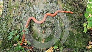 A Albino Snake - Corn Snake Kornnatter on tree