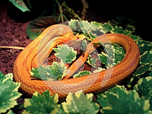 Albino Snake / Grass Snake - Ringelnatter