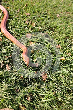 Albino Snake / Grass Snake - Ringelnatter