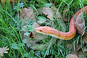 Albino Snake - Grass Snake - Ringelnatter on grass