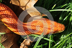 Albino Snake - Grass Snake - Ringelnatter on grass