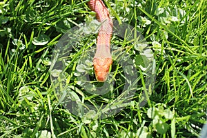 A Albino Snake - Grass Snake - Ringelnatter on grass
