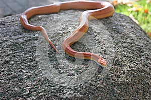 A Albino Snake - Grass Snake - Ringelnatter on stone