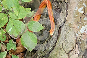 Albino Snake - Grass Snake - Ringelnatter on tree