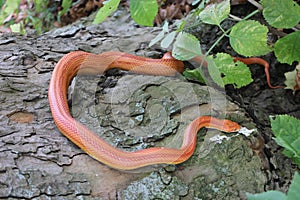 Albino Snake - Grass Snake - Ringelnatter on tree
