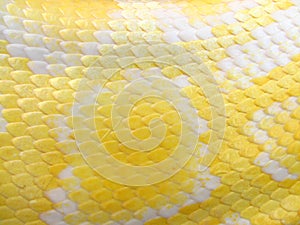 Albino Snake Skin Pattern