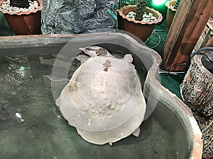 Albino softshell turtle.