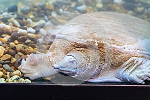 Albino softshell turtle