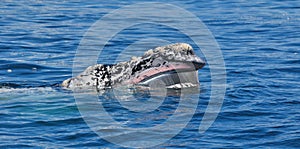 Albino Southern Right Showing Baleen