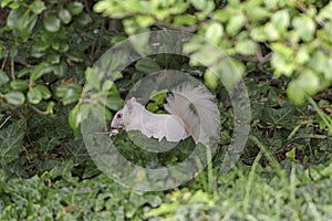 Albino Squirrel in the Bushes