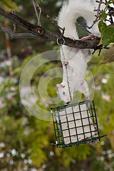 Albino squirrel hanging on suet feeder